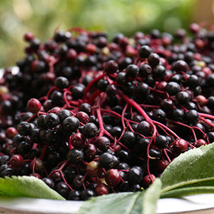 Elderberry & Ginger Lemon Tonic for Immune Support